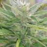 семена конопли марихуаны Auto Blue Acid regular