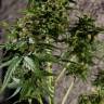 CBD Charlotte`s Angel feminised Dutch Passion Seeds