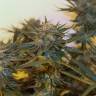 Amnesia Lemon feminised Breeders Community Seeds