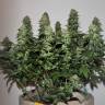 Amnesia Lemon feminised Breeders Community Seeds