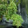 семена конопли в фирменной упаковке Dr. Grinspoon regular Ganja Seeds