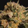 качественные семена конопли Violator Kush feminised Barneys Farm