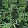 где заказать семена конопли Desert Diesel feminised Humboldt Seeds