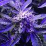 семена конопли Cream Caramel F1 Fast Version feminised Sweet Seeds