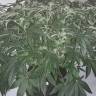 Качественные семена конопли Auto X.Treme feminised Ganja Seeds Качественные семена конопли Auto X.Treme feminised Ganja Seeds