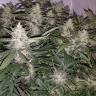 Семена каннабиса Auto X.Treme feminised Ganja Seeds Семена каннабиса Auto X.Treme feminised Ganja Seeds