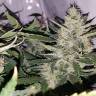 Семена марихуаны Auto X.Treme feminised Ganja Seeds Семена марихуаны Auto X.Treme feminised Ganja Seeds