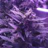 Сорта конопли для новичков Auto AK 49 feminised GanjaLiveSeeds