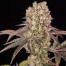 Семена Runtz Muffin feminised Ganja Seeds