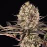 Заказать семена Runtz Muffin feminised Ganja Seeds