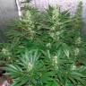 Auto White Widow regular Ganja Seeds
