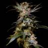 Black Domina feminised Breeders Community Seeds