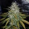 семена конопли автоцвет Auto Pandora regular