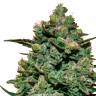 Семена марихуаны Cookies Kush feminised Ganja Seeds Семена марихуаны Cookies Kush feminised Ganja Seeds
