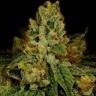 элитные семена конопли Cookies Kush feminised элитные семена конопли Cookies Kush feminised