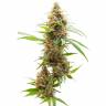 семена конопли сорта сатива Auto Amnesia feminised Ganja Live Seeds