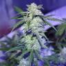 семена конопли курьером Auto AK 47 regular