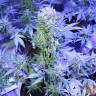 семена индийской конопли Auto AK 47 regular