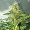 семена конопли в интернете Auto AK 47 regular