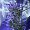 семена конопли гидропоники Auto AK 47 regular
