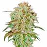 хорошие семена конопли A.M.S. feminised Green House Seeds
