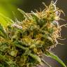 семена сортовой конопли Auto Pipi regular