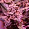семена конопли в России Dutch Kush feminised Paradise Seeds