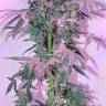семена культурной конопли купить Dutch Kush feminised Paradise Seeds