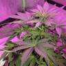 купить семена конопли Fresh Candy feminised Pyramid Seeds