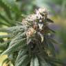 семена конопли Россия Northern Light feminised Royal Queen