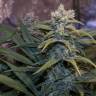 семена конопли Россия Cream Mandarine F1 Fast Version feminised Sweet Seeds