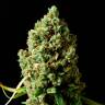 Семена марихуаны Critical Kush feminised Ganja Seeds