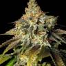 Семена конопли Bruce Banner feminised Ganja Seeds