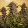 конопля семена сорта заказать GH Cheese feminised Green House Seeds