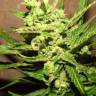 Early Skunk feminised Breeders Community Seeds
