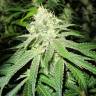 семена конопли для курения Deep Neville regular Medical Seeds