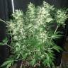 семена конопли для выращивания Ice Cream feminised Paradise Seeds