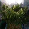Качественные семена марихуаны Auto Jack 47 feminised Ganja Seeds Качественные семена марихуаны Auto Jack 47 feminised Ganja Seeds